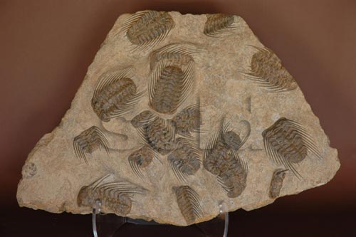Double Sided Trilobite