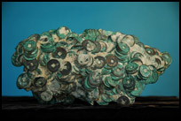 Chinese Coin Shipwreck Concretion