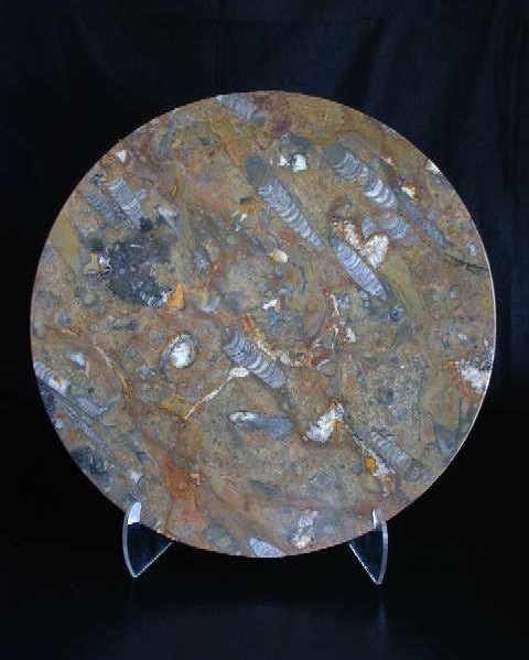Small Polished Fossilized Marble Table Top