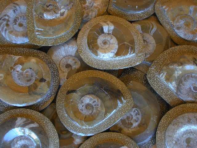 Ammonites with Stippled Border