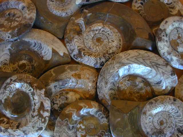 Ammonites - Dish Polished