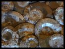 Ammonites -Dish Polished