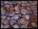 Ammonites - Tahamoud, Morocco