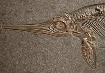 Ichthysaur
