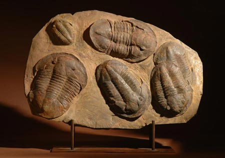 Trilobite Asafus